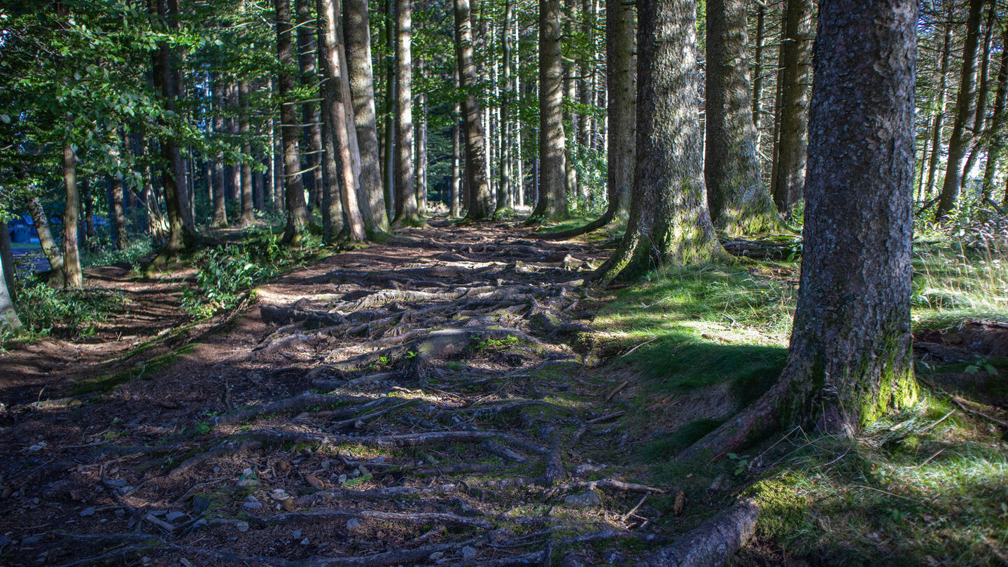 Wurzelpfad-Passage des Westwegs nahe Furtwangen