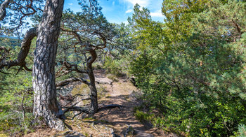 Wanderung entlang des Höhenrückens auf dem Buchkammerfels