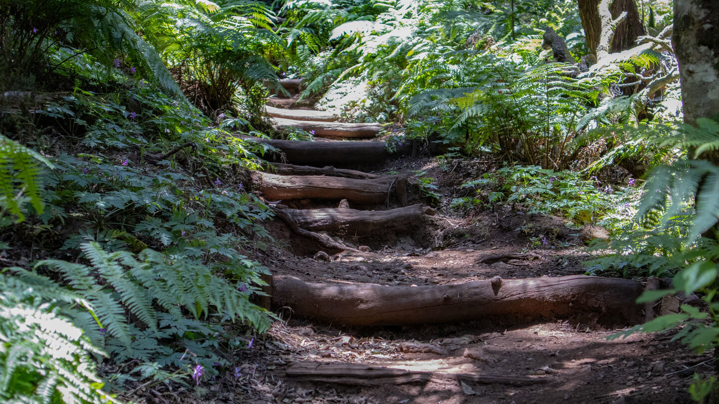 Holzstufen am Wanderweg Las Creses im Nationalpark Garajonay