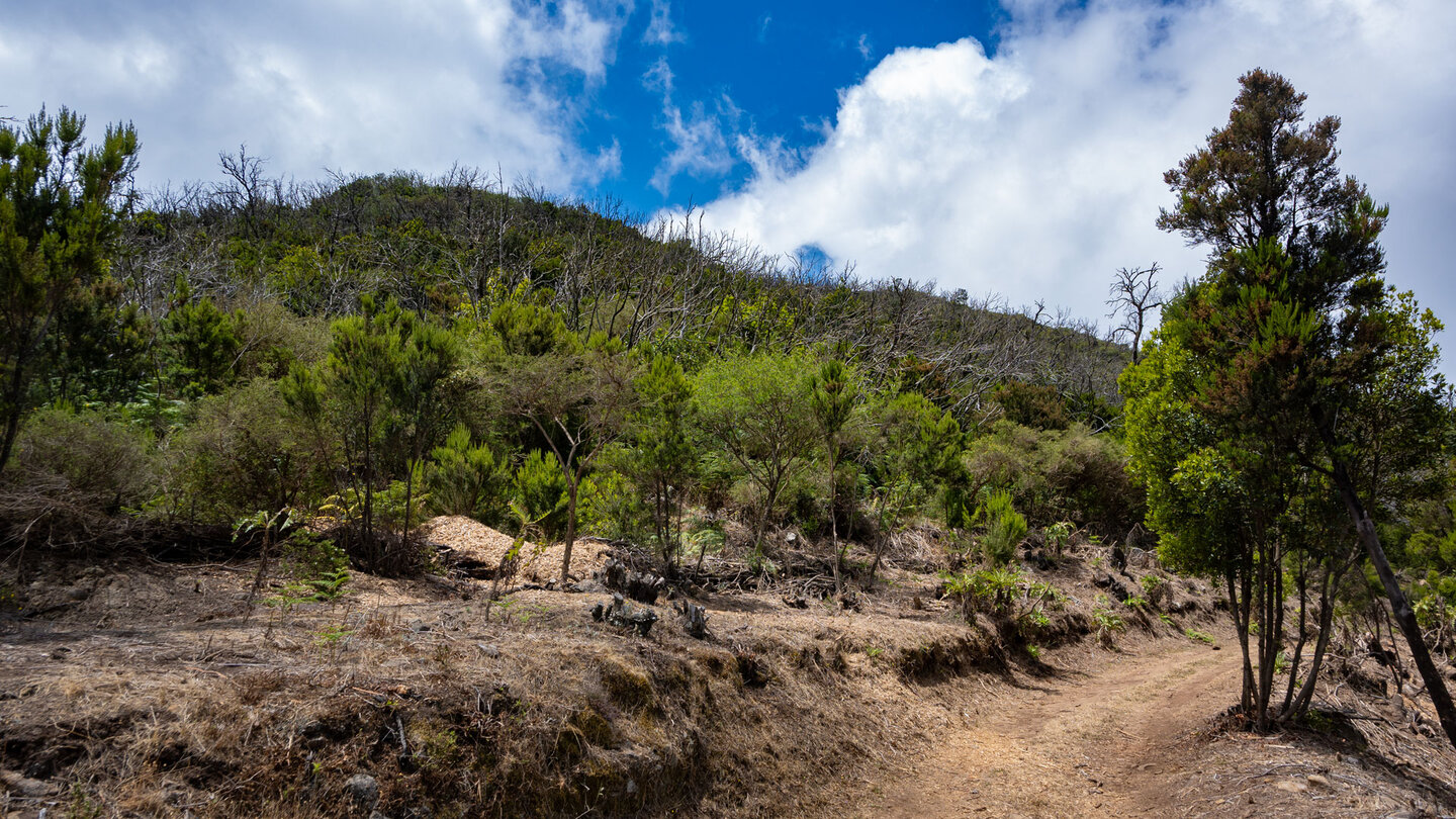 der Wanderweg Ruta 14 verläuft durch ein von Waldbrand geschädigtes Gebiet