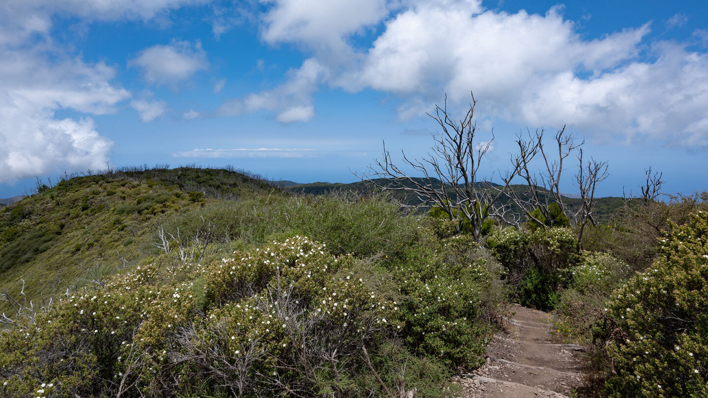 Wanderweg inmitten einer von Zistrosen geprägten Buschvegetation