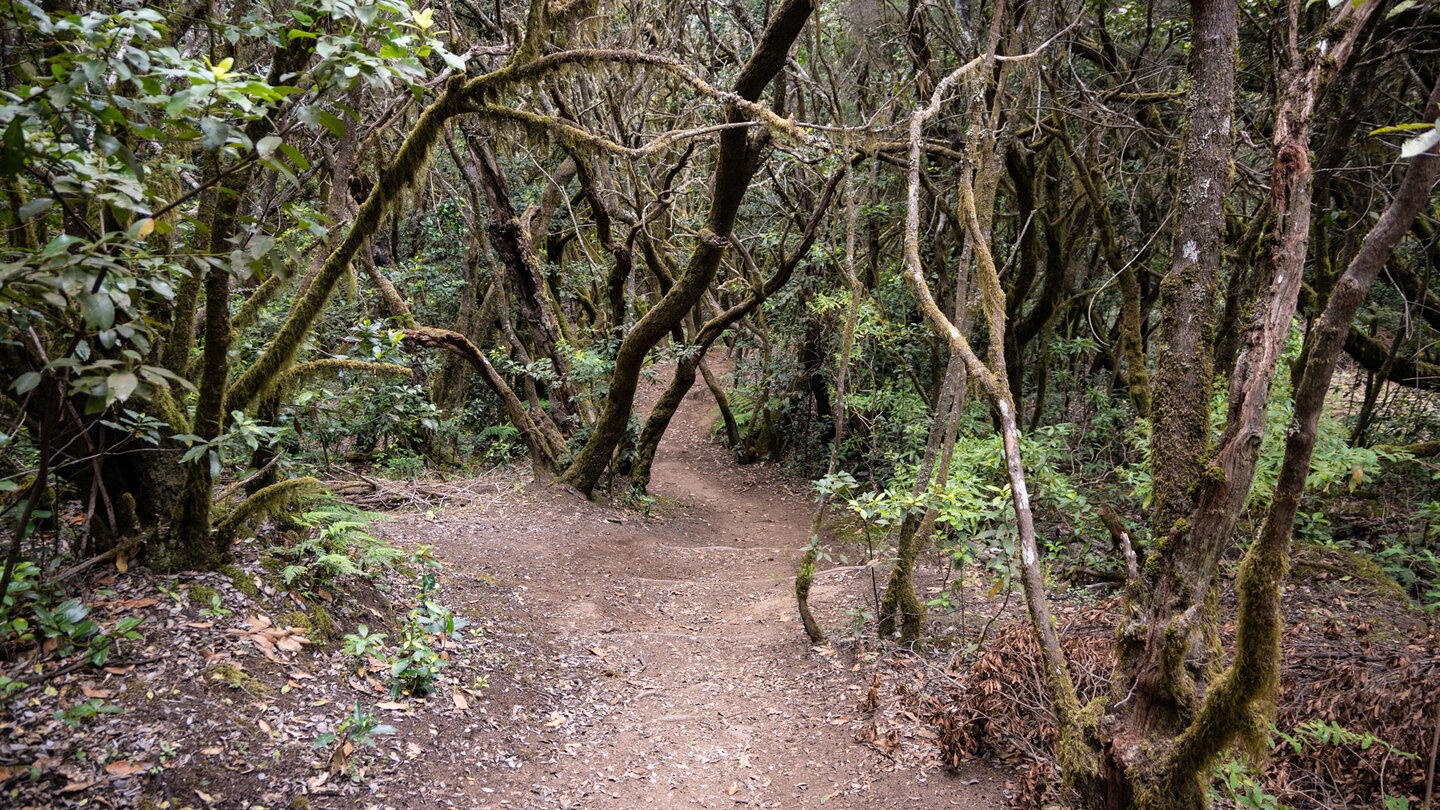 Lorbeerwald-Vegatation am Wanderpfad vom Alto de Garajonay zum Ausgangspunkt La Laguna Grande