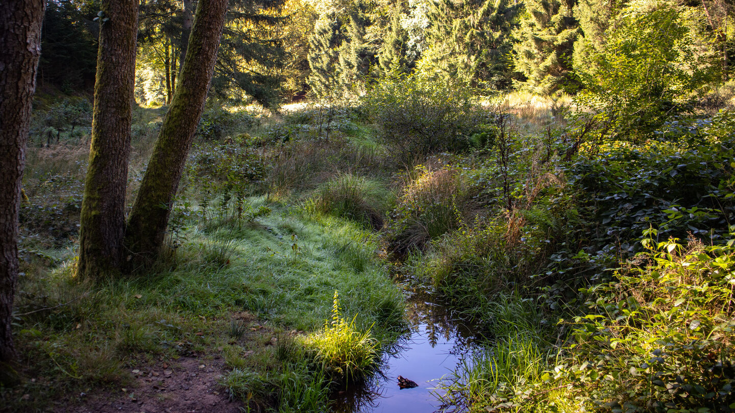 der Wanderweg am Seibertsbach