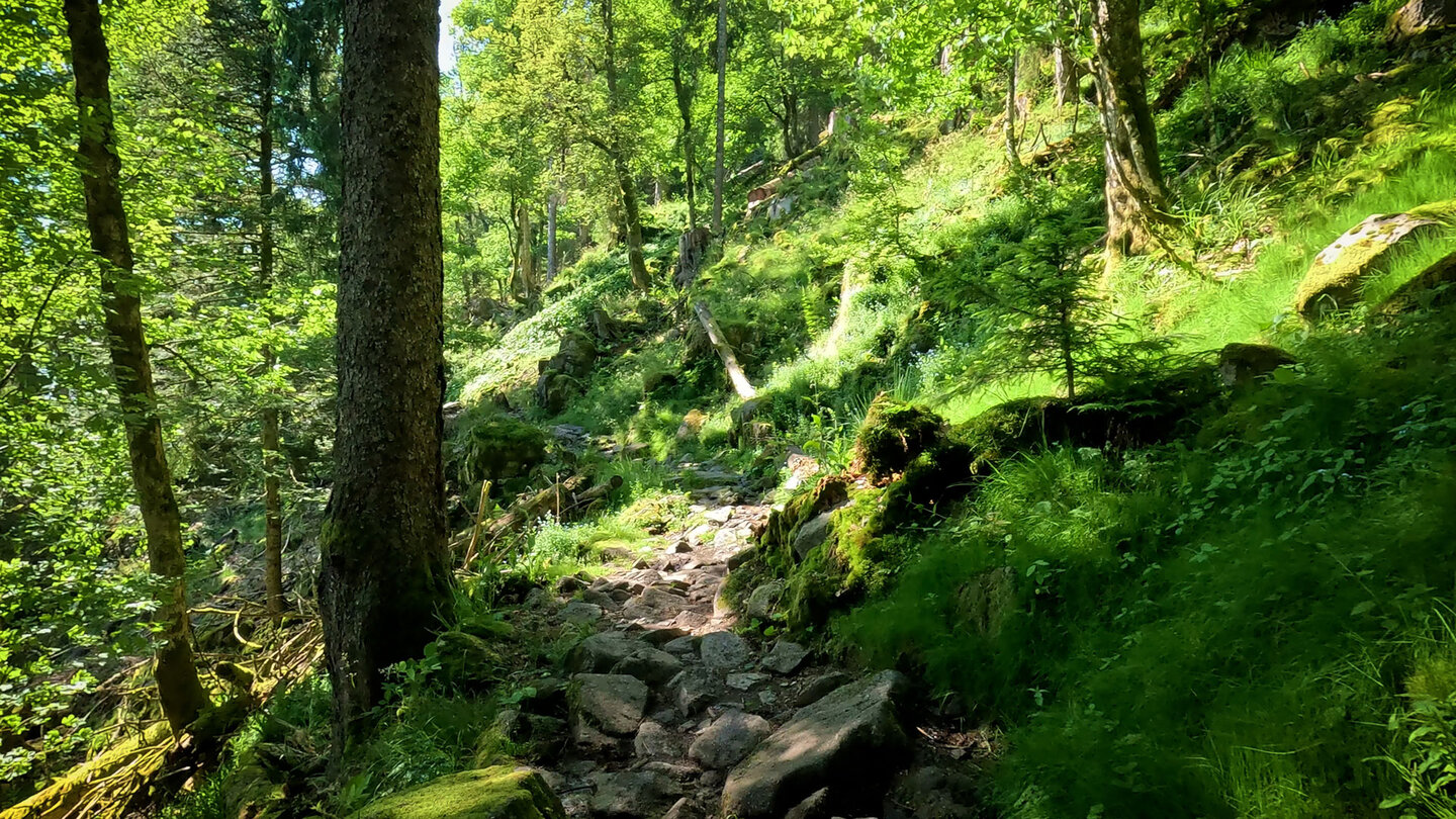 auf dem Wanderweg Sentier des Roches durch die Wälder der Vogesen