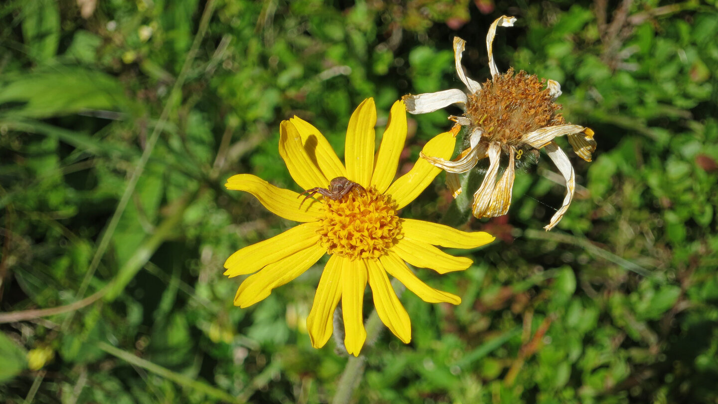 Blüte einer Arnika