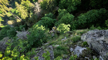 steil abfallender Berghang vom Aussichtspunkt Belvédère de la Petite Fecht