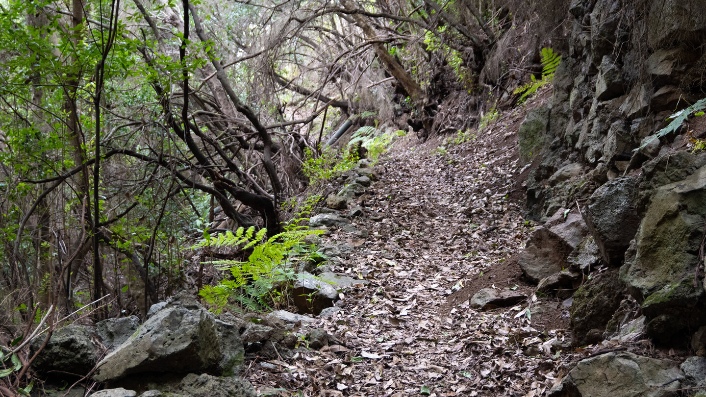 Wanderroute nach El Tablado im Lorbeerwald