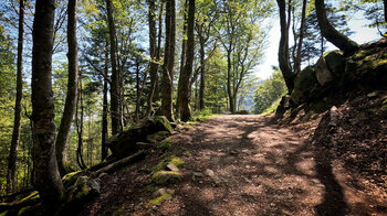 Wanderung im Buchenwald Richtung Frankenthal