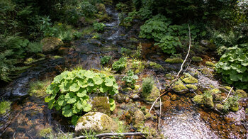 bewachsener Bachlauf des Tonbach