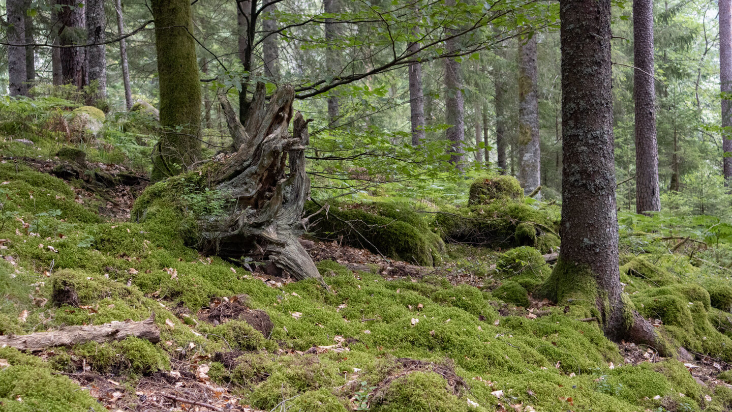 bemooster Waldboden entlang der Wanderroute auf der Holmachertour