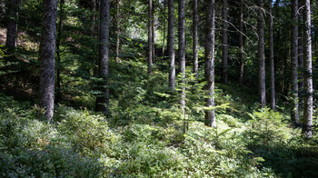 Blick in den Tannenwald entlang des Aufstiegs vom Tonbachtal