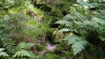 trockener Bachlauf am Wanderweg