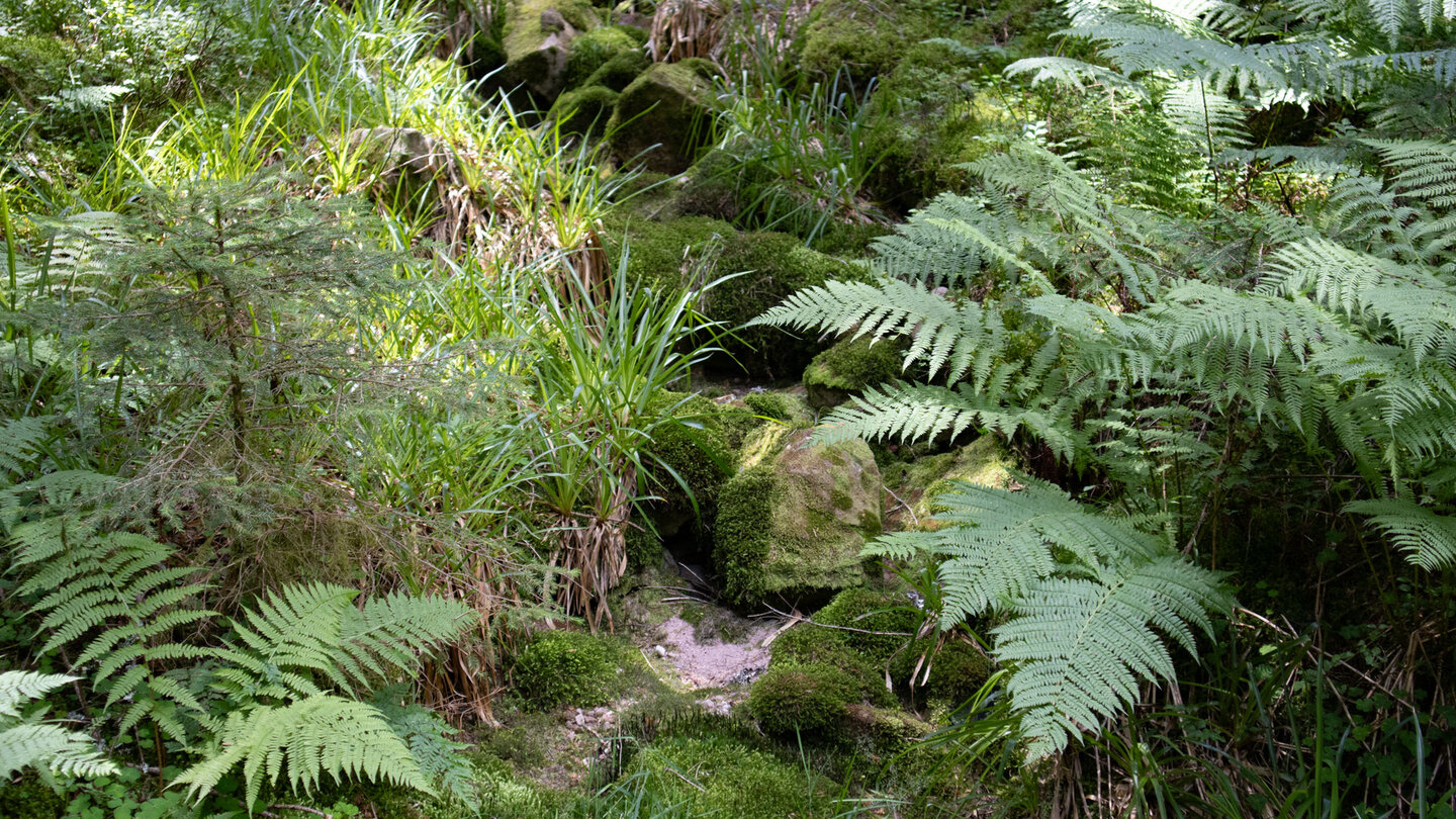 trockener Bachlauf am Wanderweg