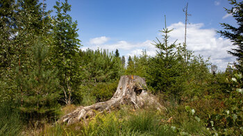 offene Landschaft am Kleemiss-Hochmoor