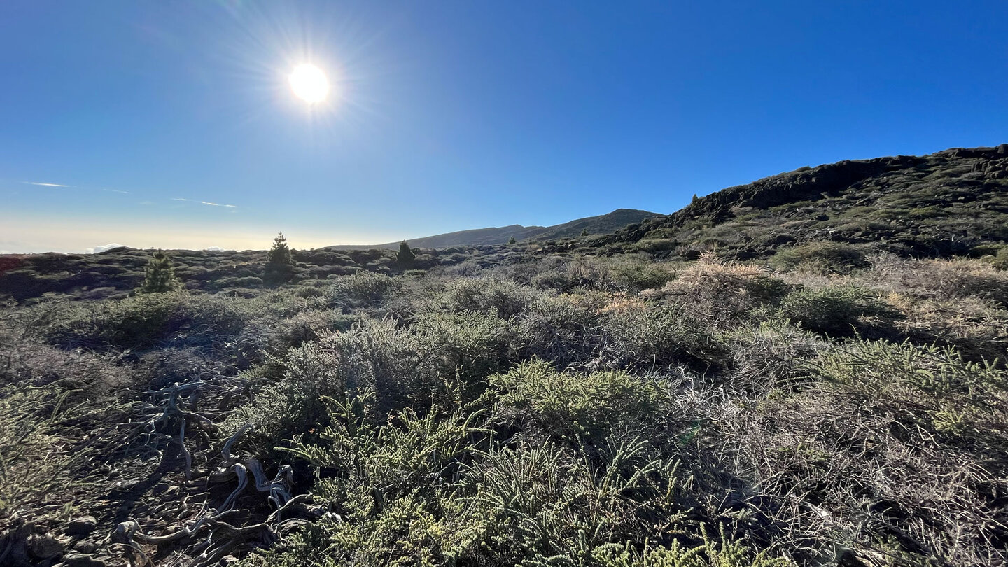 Blick über die Hochgebirgs-Vegetation der Insel La Palma