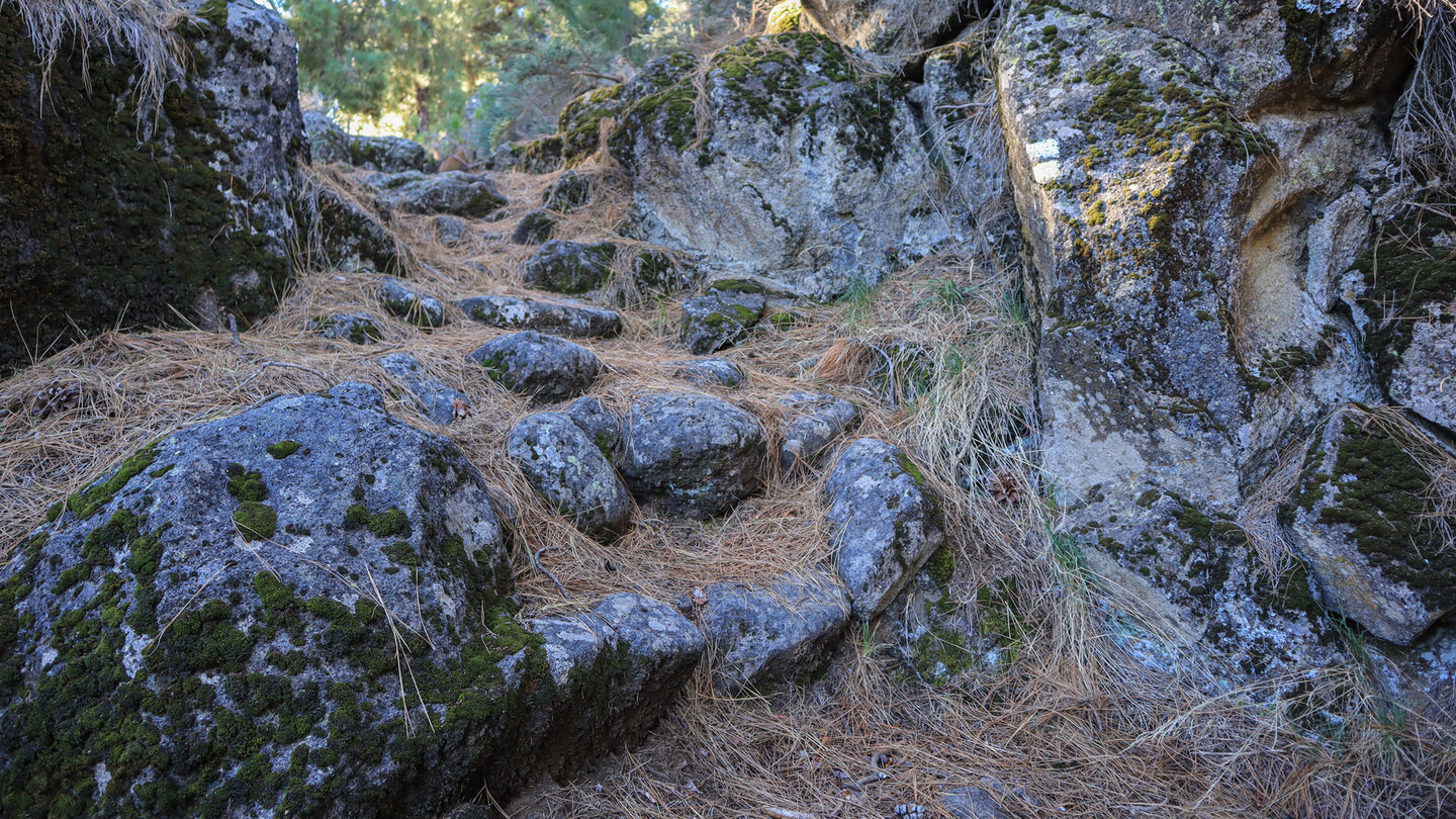 der Wanderpfad ist dicht mit Kiefernnadel bedeckt