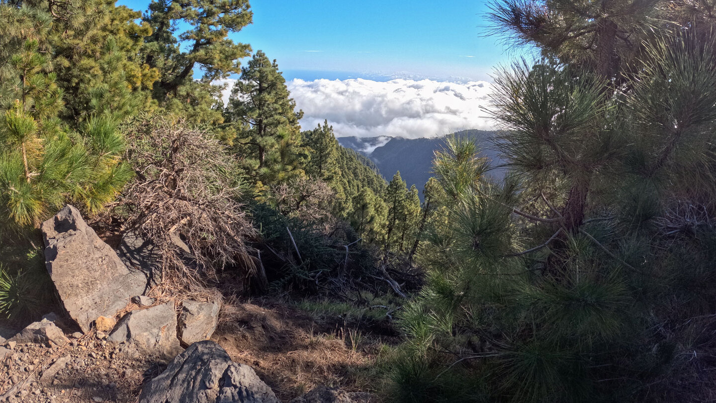 Ausblick über bewaldete Berghänge und Schluchten aufs Wolkenmeer