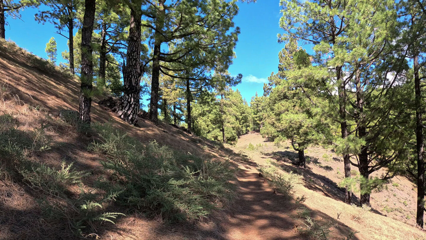 die Route verläuft durch trockenen Kiefernwald