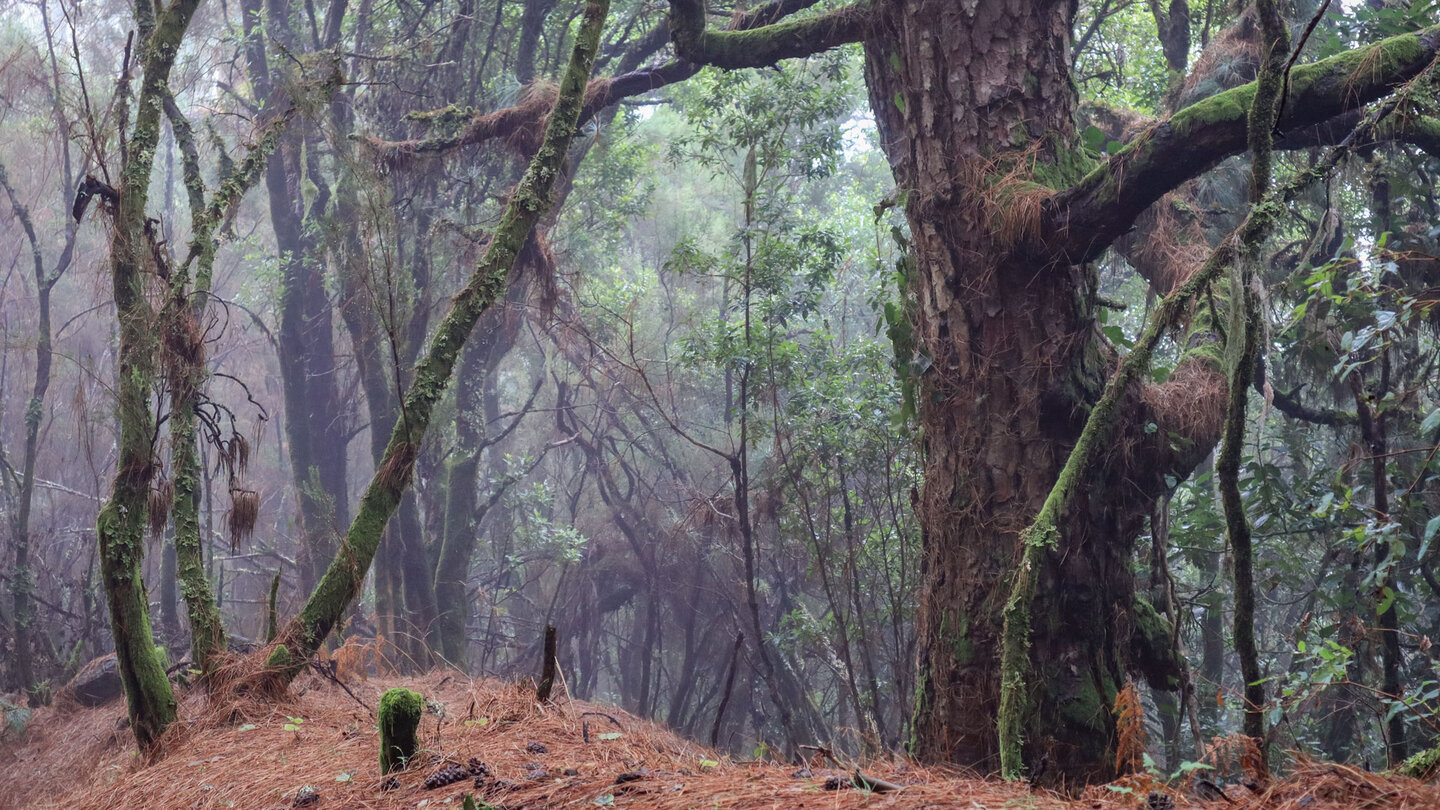 Übergangszone zwischen Kiefern- und Lorbeerwald