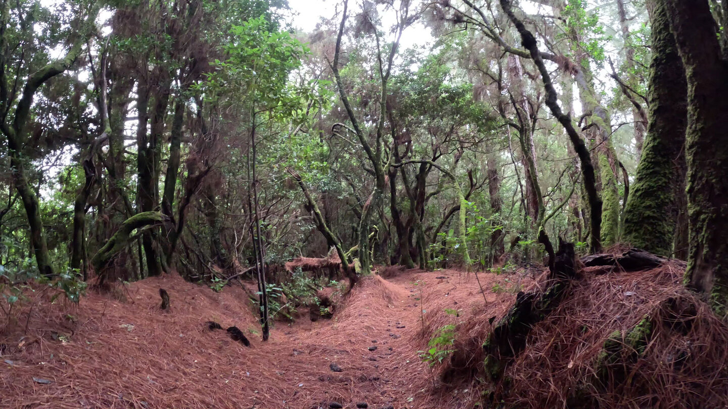 malerischer Wanderweg nach Barlovento