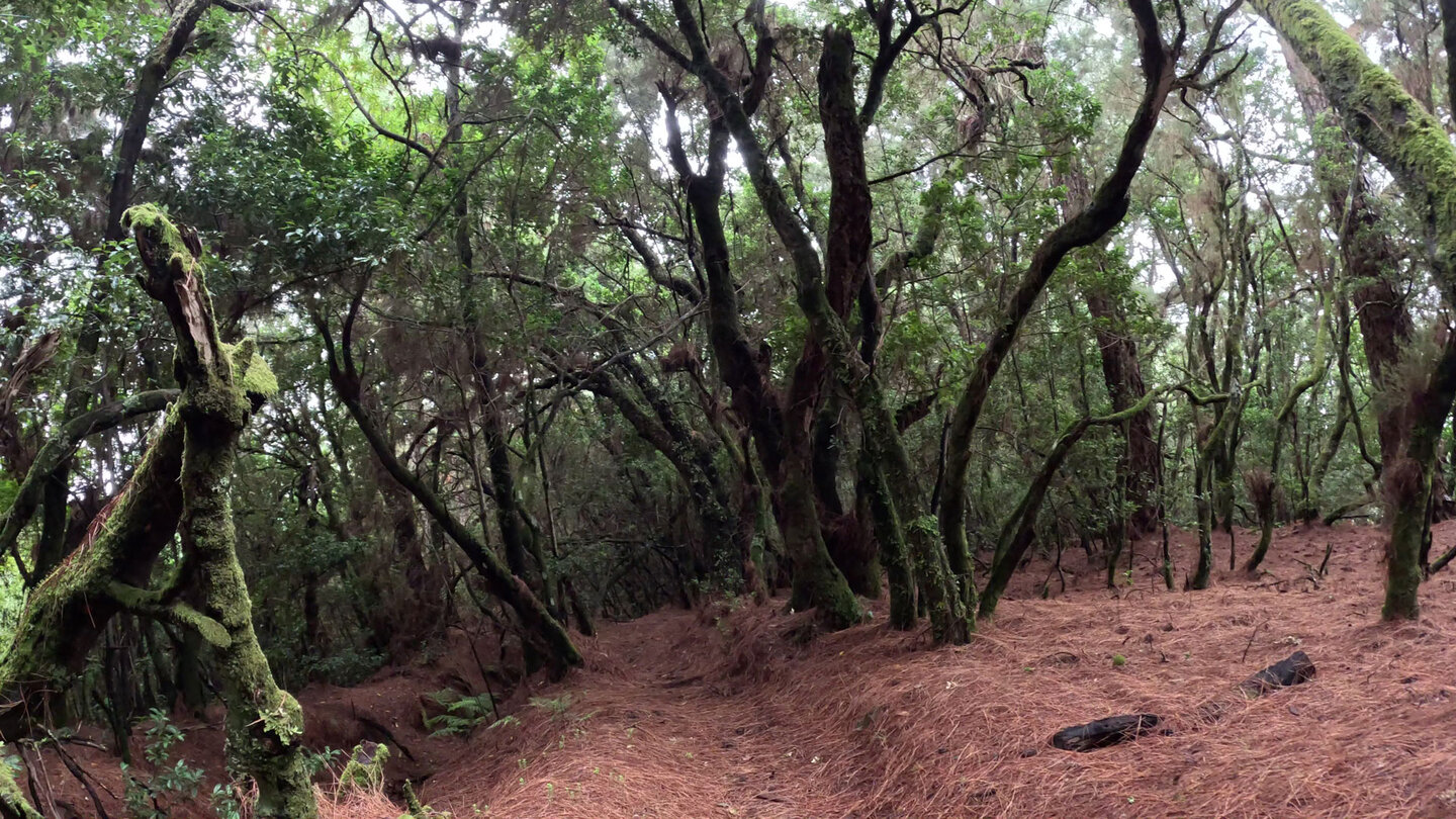 Waldgebiet im Naturpark Las Nieves