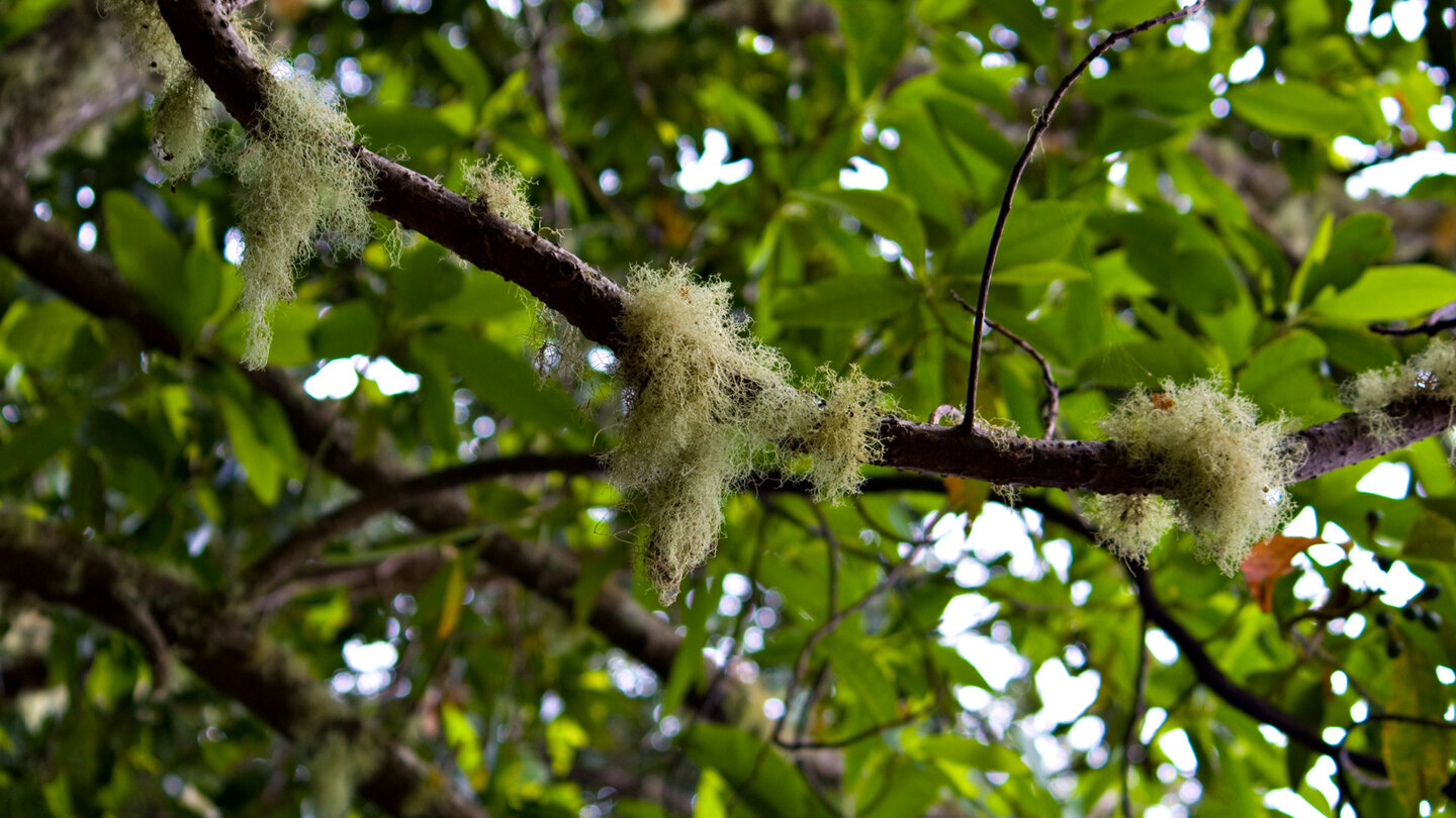 Flechten an einem Baum bei der Quelle Chorros de Epina