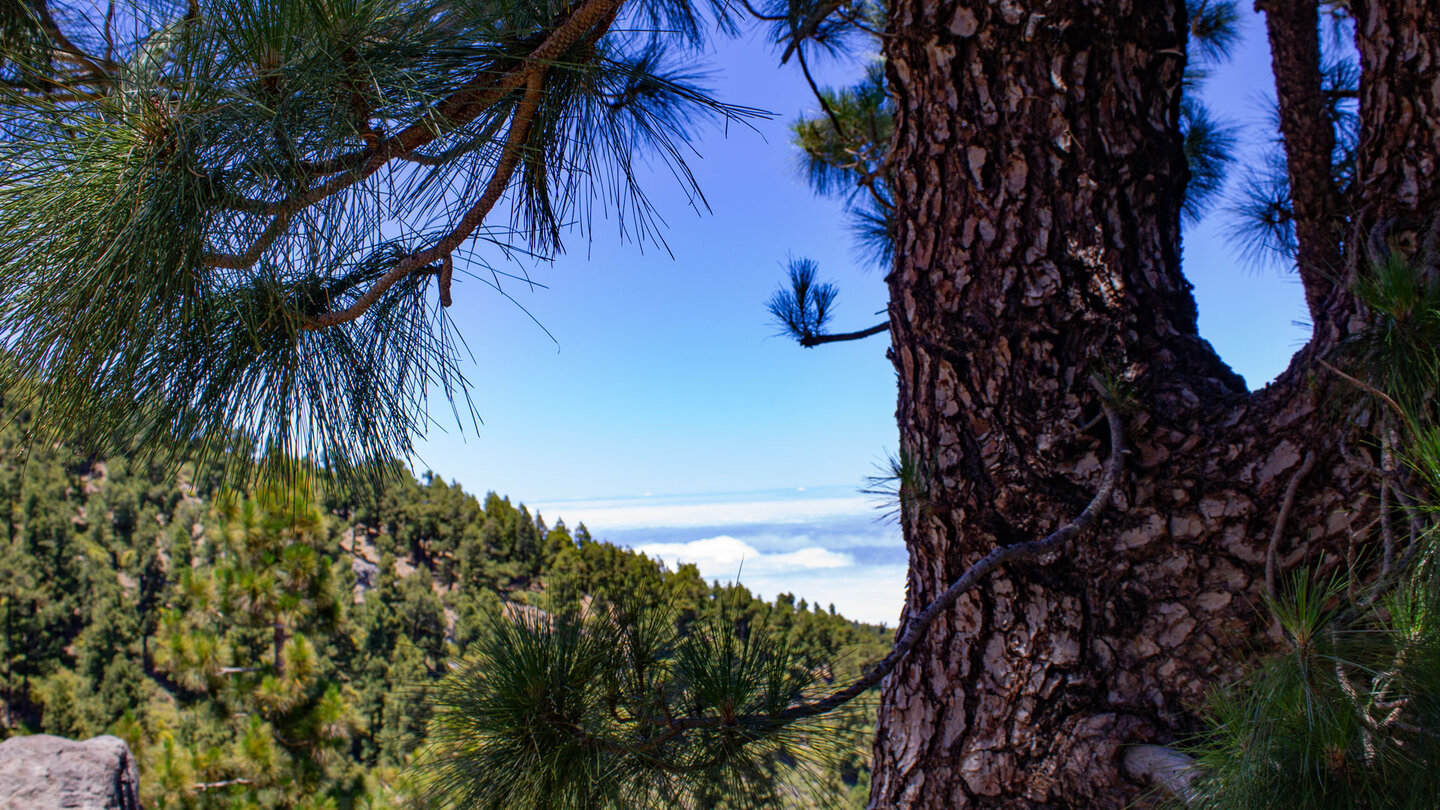 Ausblick über den Kiefernwald der Insel La Palma