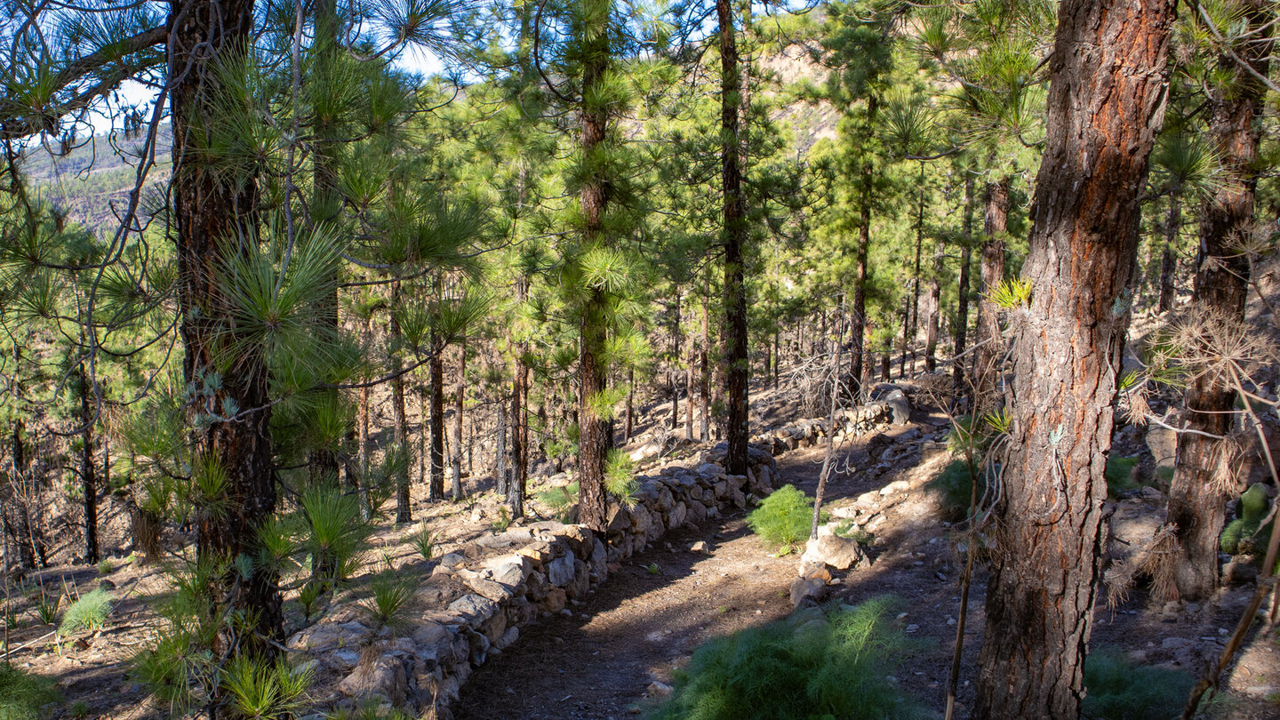 Abwanderung im Schatten der Corona Forestal