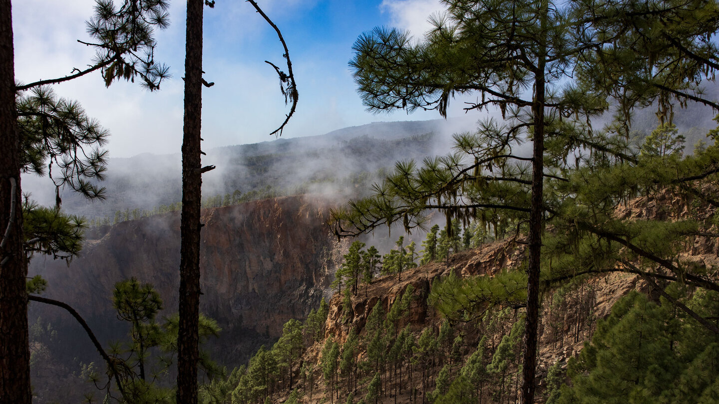 Blick durch den Kiefernwald auf die Steilklippen am Risco de las Yedras