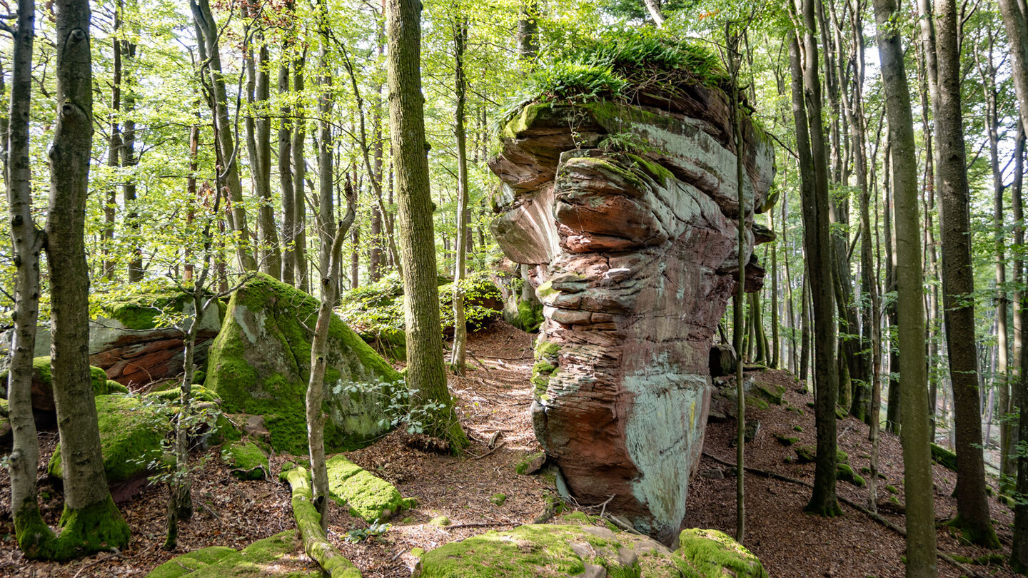 Wanderung am Sandsteinriff Altes Heer