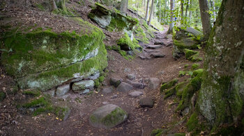 bemooste Steine am Wanderweg zwischen Neudahn und Felsentor