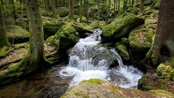 grüne Waldschlucht des Gertelbach