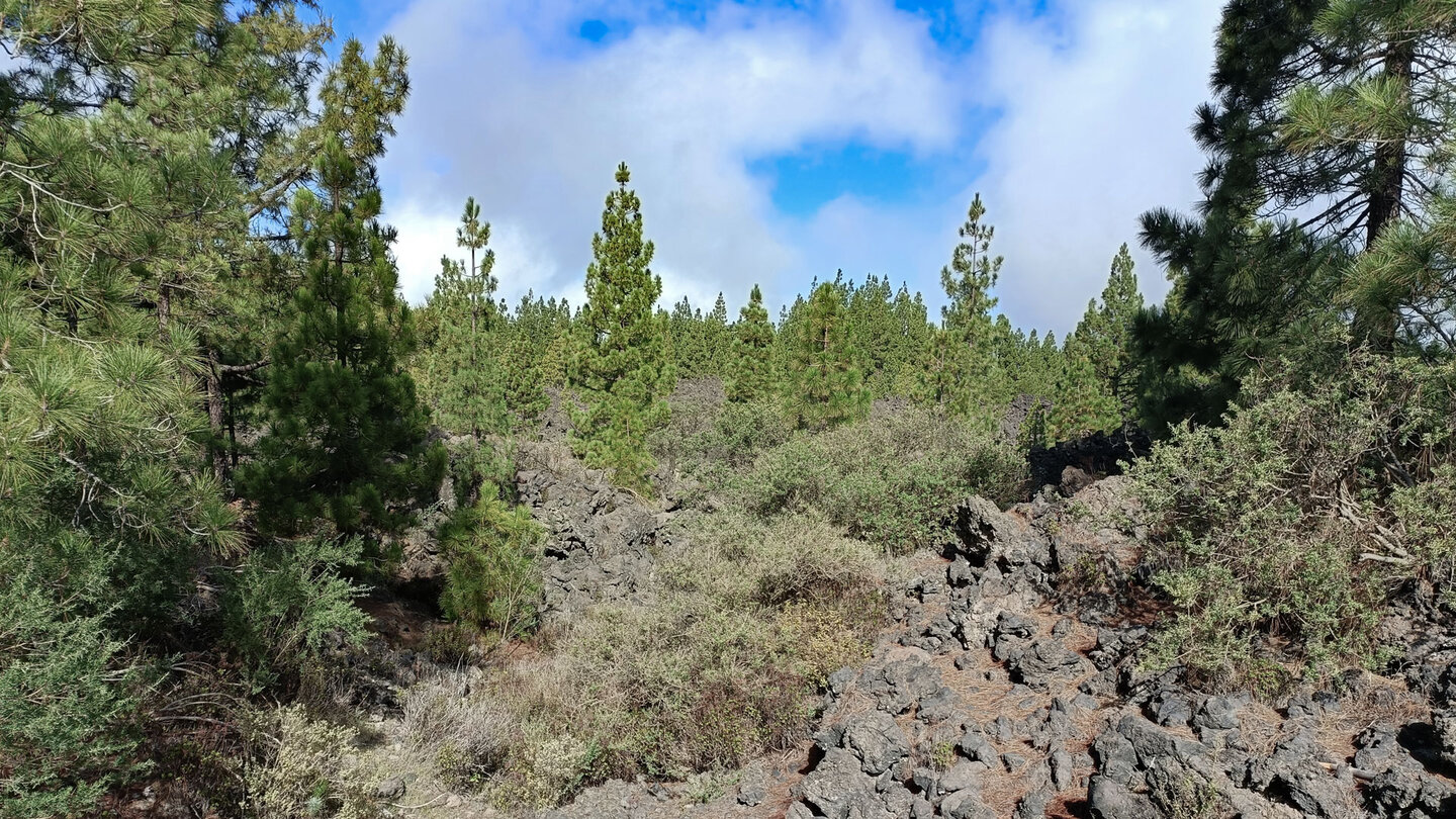 grüner Kiefernwald der Corona Forestal