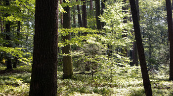 Wanderung durch Buchenwald zum Wasenkoepfl