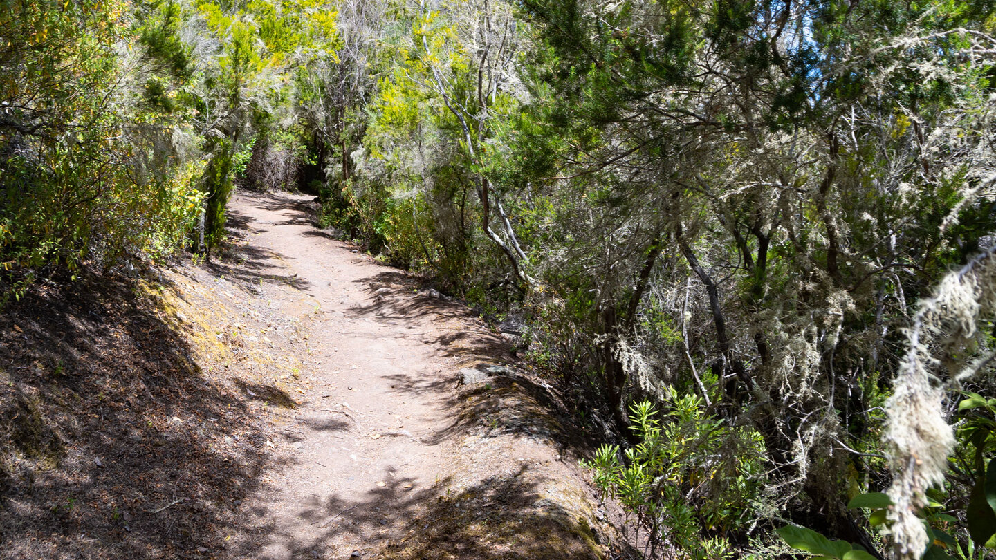 Wanderung durch lichten Baumheide-Buschwald