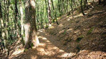 Wanderweg im lichtdurchfluteten Wald