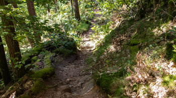 Wanderung auf schmalen Pfaden durchs Waldgebiet am Hochstein