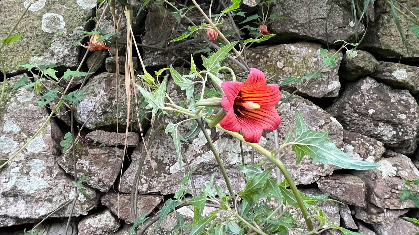 rot Blüte der Kanarenglockenblume