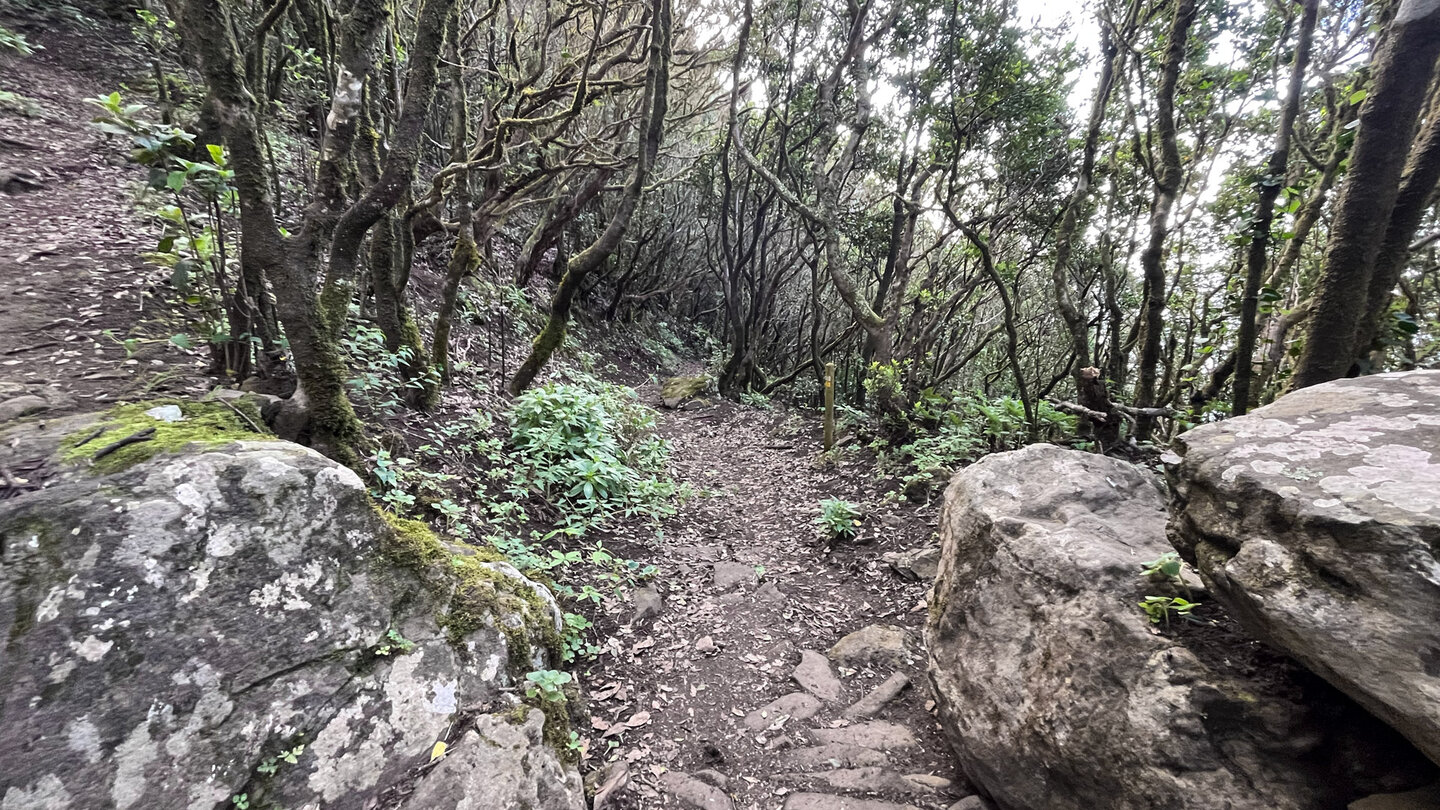 Abwanderung entlang des PR-TF 6 durch Lorbeerwald