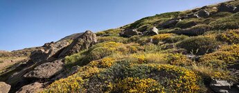 Ginsterblüte in der Sierra Nevada