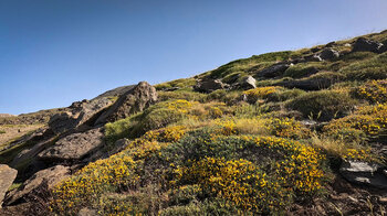 Ginsterblüte in der Sierra Nevada