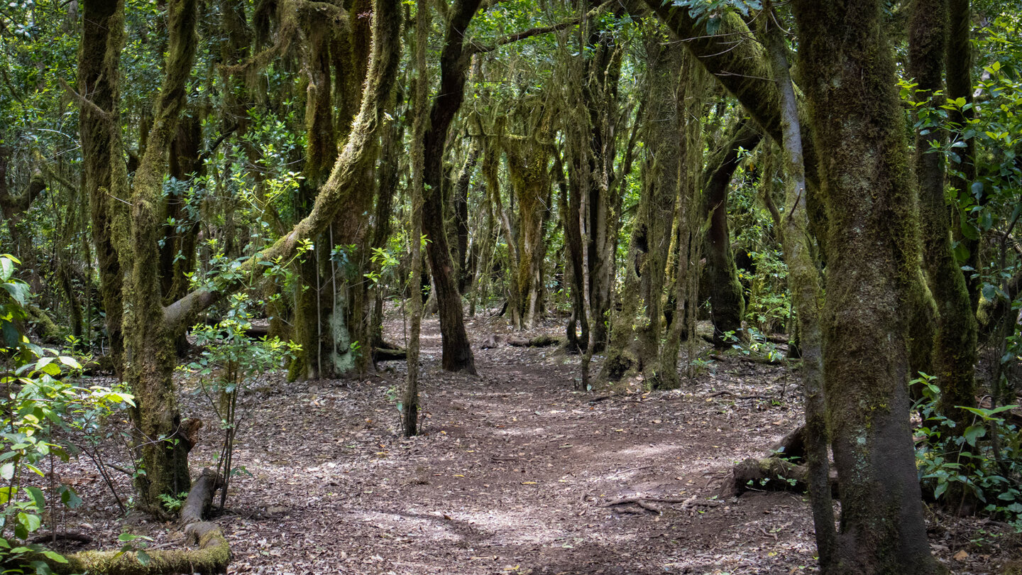 Wanderweg durch den subtropischen Urwald des Garajonay