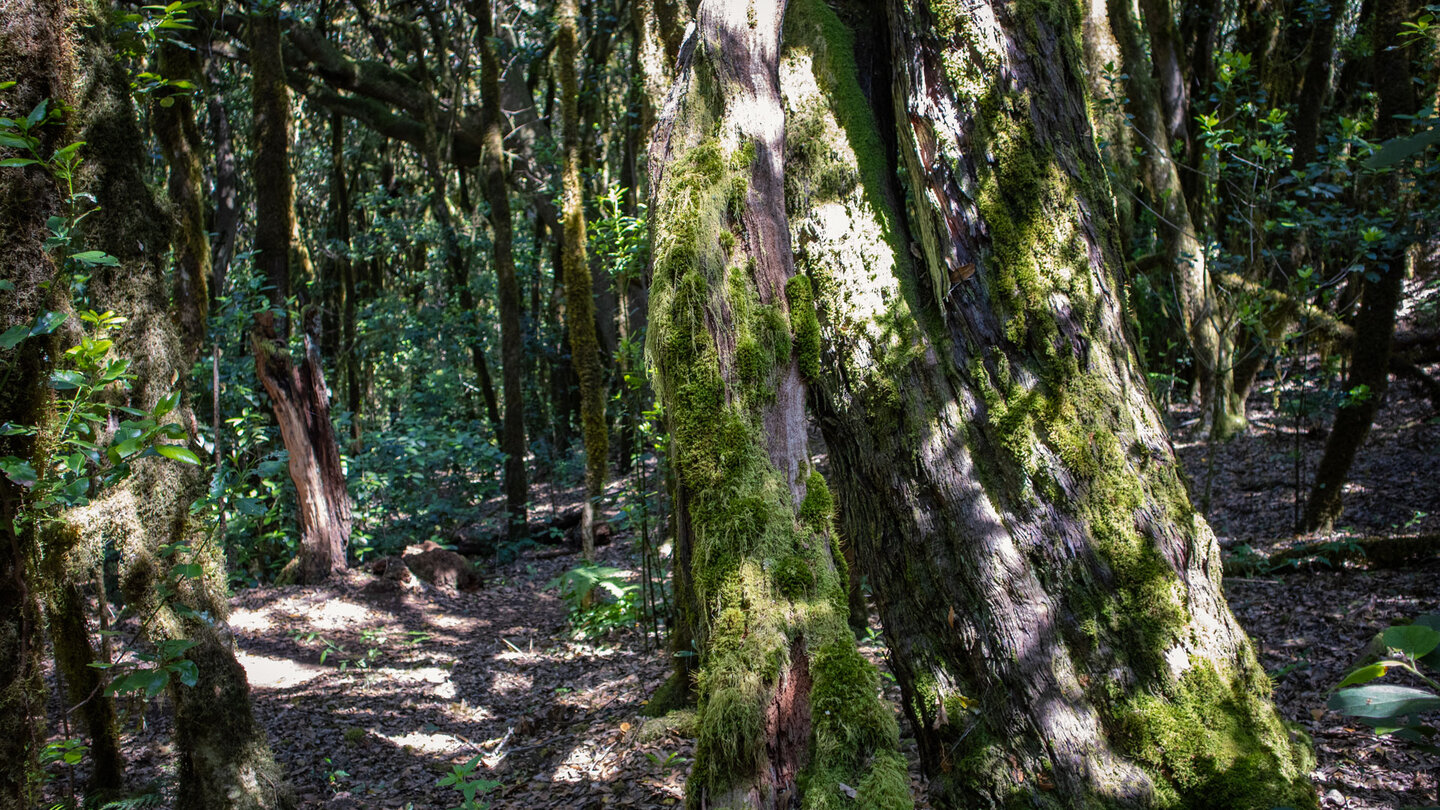 Wanderung zwischen mit Moosen und Flechten besiedelten Lorbeerbäumen