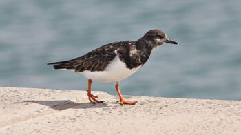 ein Besucher auf der Hafenmauer von Caleta de Sebo auf La Graciosa