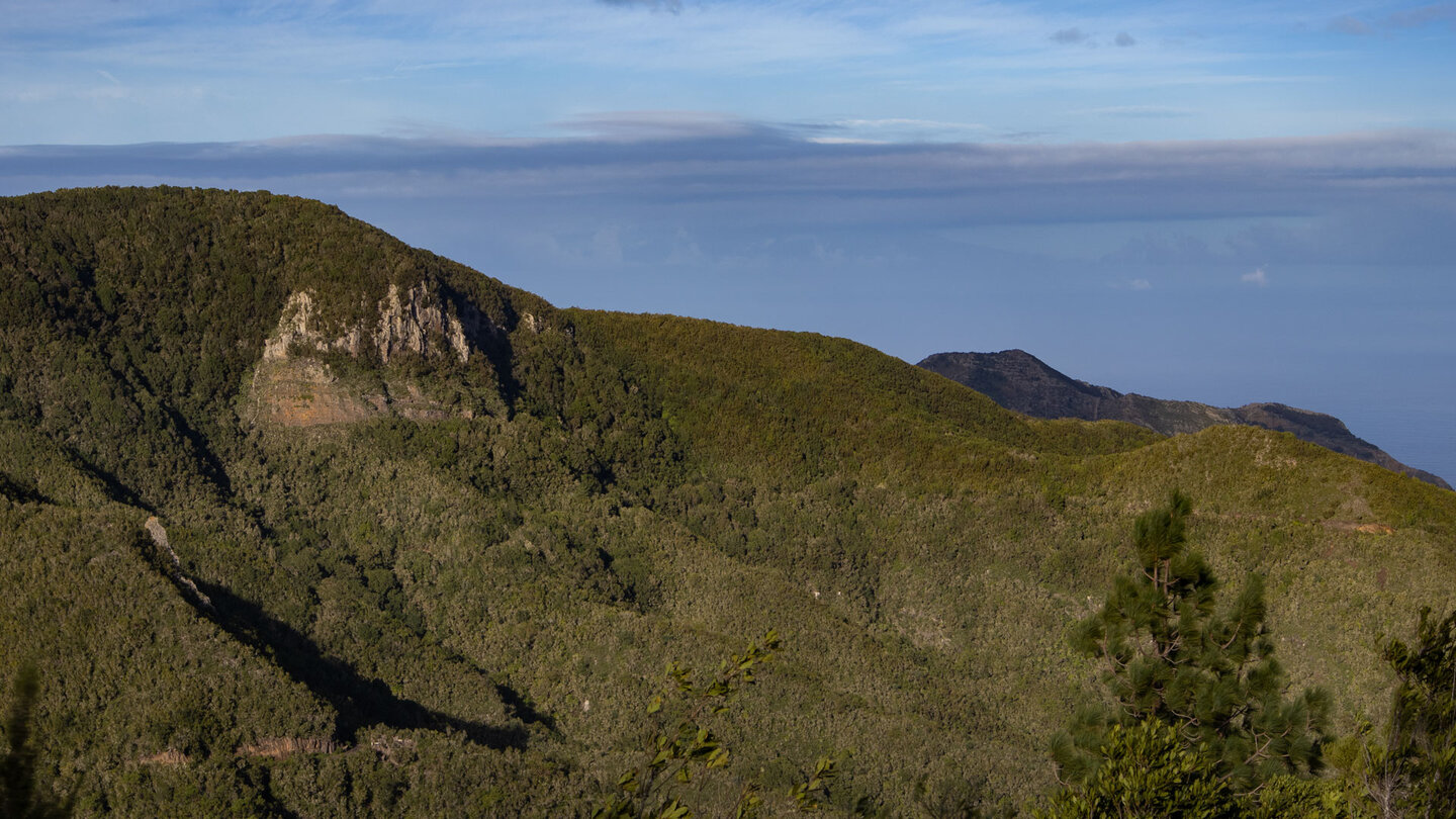 der Wanderweg verläuft durch ein ursprüngliches Waldgebiet der Insel Teneriffa