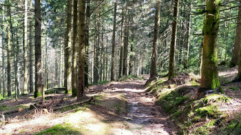 Wanderweg durch Nadelwald Richtung Herrenwies