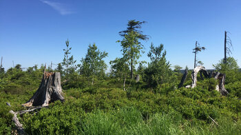 offene Landschaft entlang der Wanderung bei der Badener Höhe