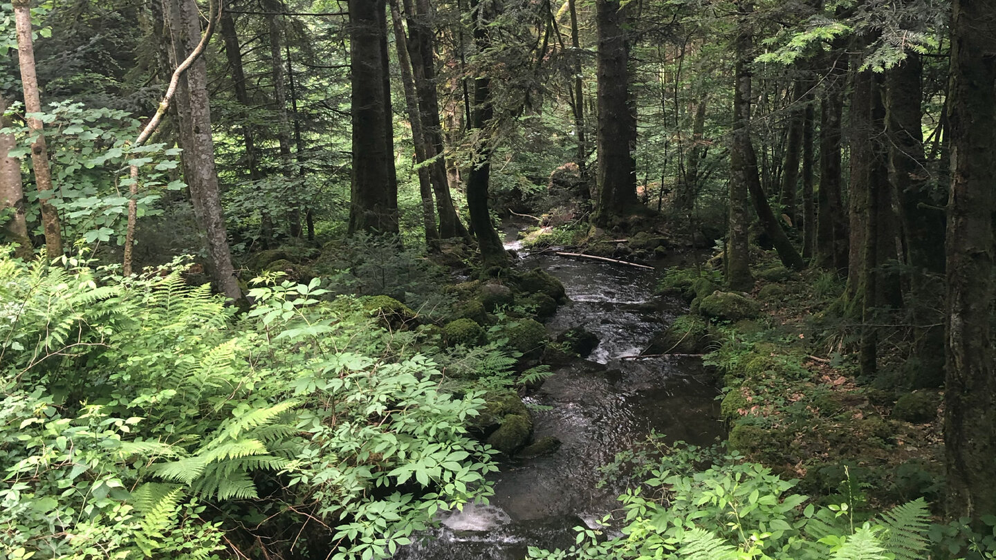 romantisch fließt das Wasser durch den Wald bei den Zweribachwasserfällen