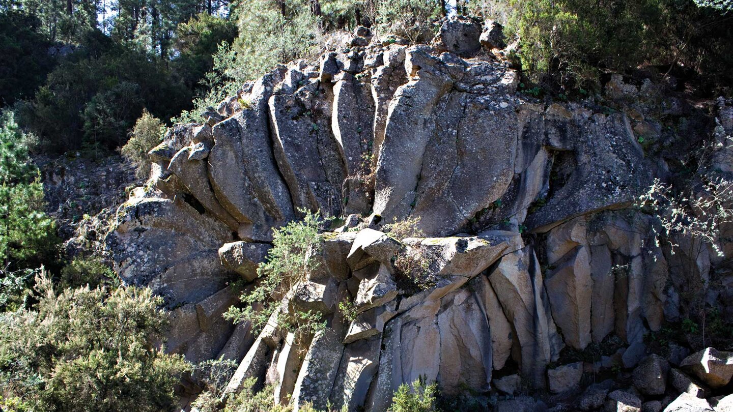 Margarita de la Piedra im Naturpark Corona Forestal auf Teneriffa