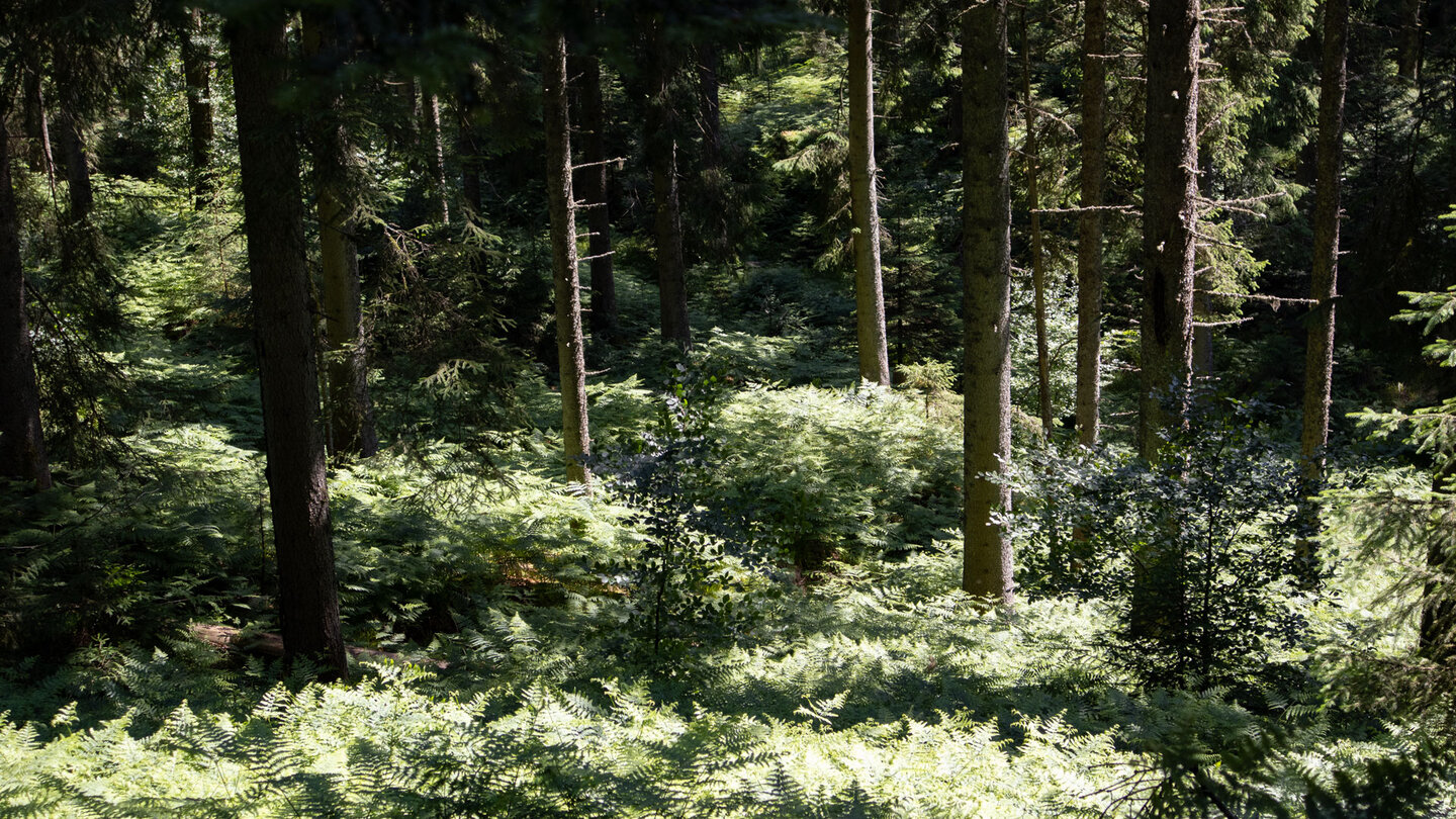 dicht mit Farnen besiedelter Waldboden